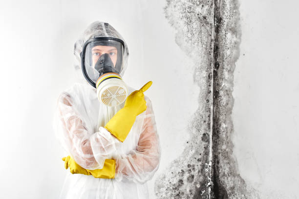 Best Basement Mold Removal in Tool, TX